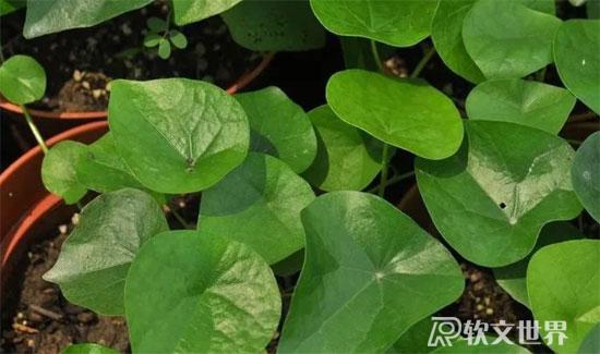 千金藤素治療新冠是真的嗎? 千金藤素治療新冠是真的嗎?